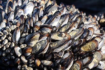 California mussels (Mytilus californianus) at high tide in La Jolla, California