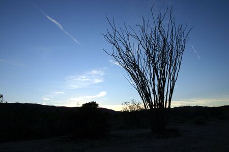 An ocotillo (Fouguieria splendens) is silhouetted at sunset against a blue sky in Anza-Borrega State Park, Californiaの写真素材