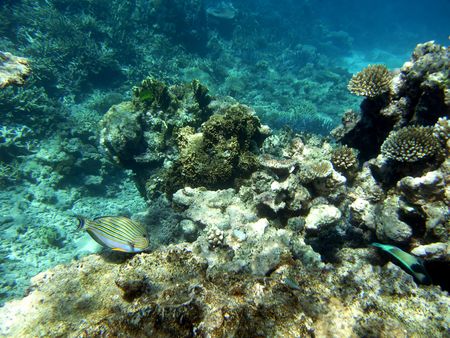 Striped surgeonfish (Acanthurus lineatus) swims over corals at the Great Barrier Reef, Australia