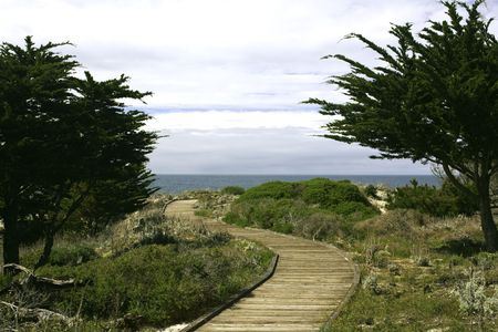 Boardwalk between trees of Monterey cypress (Cupressus macrocarpa) on a dune at Asilomar State Park near Pacific Grove, Californiaの写真素材