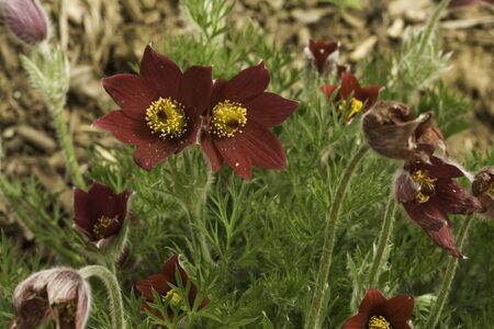 Red flowers of a pasqueflower (Pulsatilla patens) hybrid open in early springの写真素材