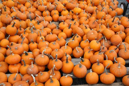 Many small orange pumpkins fill the frameの写真素材