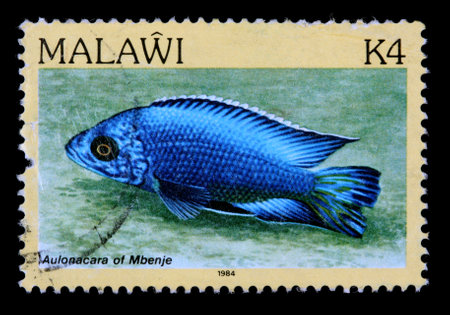 MALAWI - CIRCA 1984: A 4-kwacha stamp printed in Malawi shows the freshwater cichlid fish Aulonacara of Mbenje, circa 1984のeditorial素材