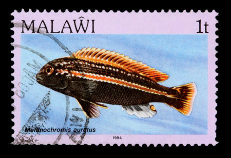 MALAWI - CIRCA 1984:  A 1-tambala stamp printed in Malawi shows the freshwater cichlid fish Melanochromis auratus, circa 1984のeditorial素材