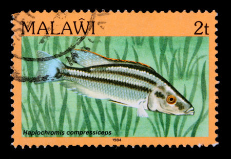 MALAWI - CIRCA 1984:  A 2-tambala stamp printed in Malawi shows the freshwater cichlid fish Haplochromis compressiceps, circa 1984のeditorial素材