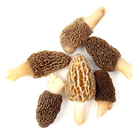 Group of one yellow and five gray morel mushrooms (Morchella esculenta) collected in a back yard in...