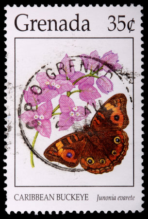 GRENADA - CIRCA 1996: A 35-cent stamp printed in Grenada shows the Caribbean buckeye butterfly, Junonia evarete, and bougainvillea, circa 1996のeditorial素材