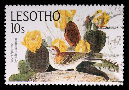 LESOTHO - CIRCA 1985: A 10-sente stamp printed in the Kingdom of Lesotho shows the vesper sparrow,...