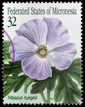 FEDERATED STATES OF MICRONESIA - CIRCA 1995: A 32-cent stamp printed in the Federated States of Micronesia shows leaves and a flower of the hibiscus, Hibiscus huegelii, circa 1995のeditorial素材