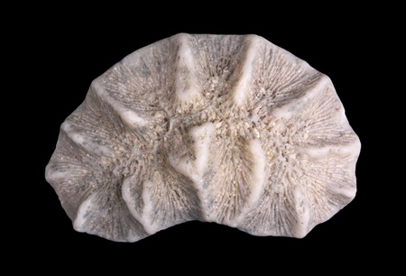 Kidney-shaped piece of white coral against a black background