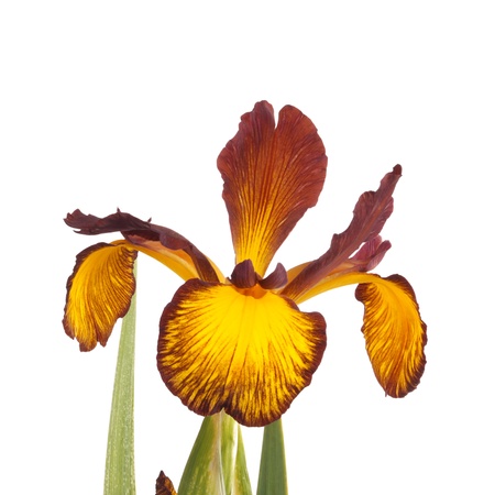 Stem with an open flower of a yellow and brown Spuria iris isolated against a white backgroundの写真素材