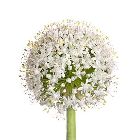 Large flower head of the edible onion (Allium cepa) isolated against a white backgroundの写真素材