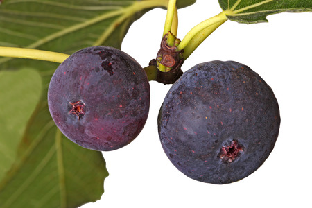 Two purple, ripe fig fruits on the branch of a tree isolated against a white 