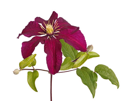 Deep purple flower and developing buds of clematis cultivar Niobe isolated against a white backgroundの写真素材