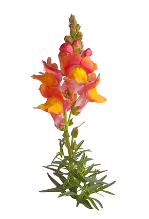 Single stemand leaves with yellow, pink and orange flowers of snapdragon (Antirrhinum majus) isolated against a white backgroundの写真素材