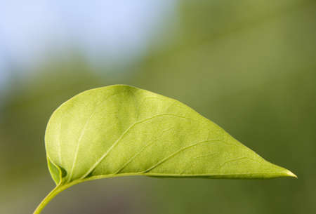 Green leaf of lilac 