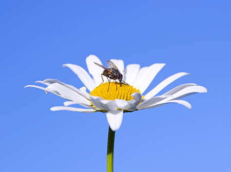 The fly on the daisy の写真素材