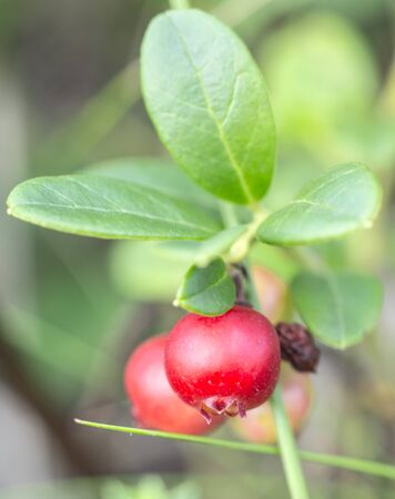 The ripe cranberries の写真素材
