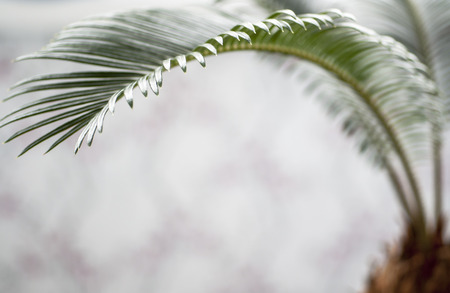 Palm trees sprout