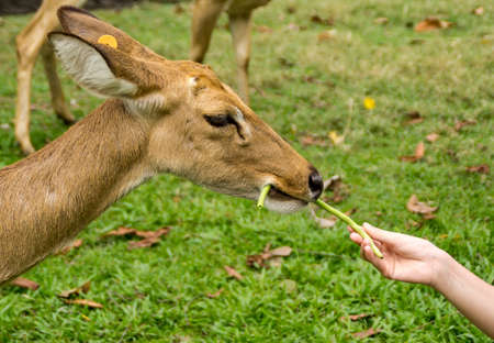 Deer feeding with handsの写真素材