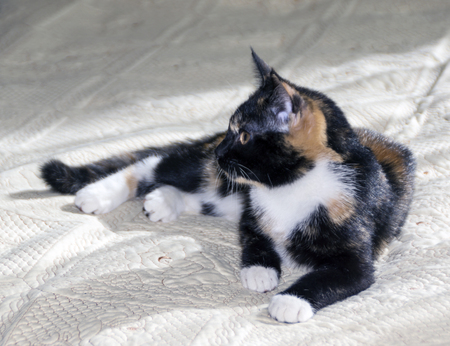 Cat restsの写真素材