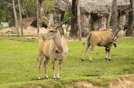 Horned eland in Thailand zooの写真素材