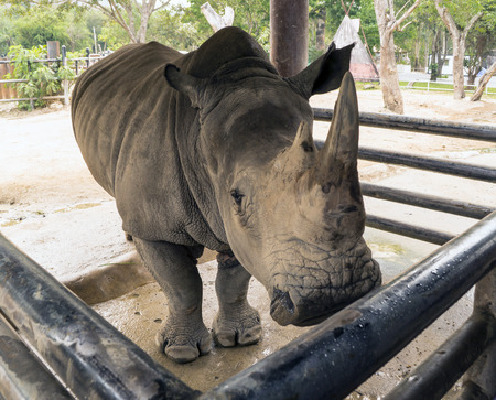 Huge black rhino in Thailand zooの写真素材