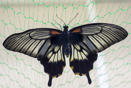 Tropical butterfly Papilio lowiの写真素材