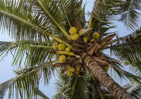 Cocopalm with coconuts