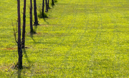 Green lawn and plantsの写真素材