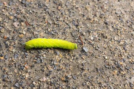 Green caterpillar
