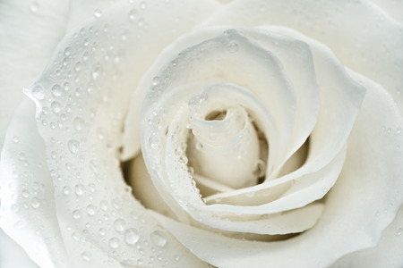 White rose macro photoの写真素材