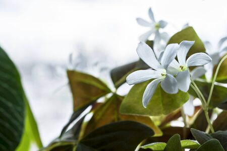 White flowers on the window