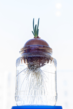 Green onion sprout in jarの写真素材