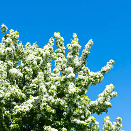 Blooming treeの写真素材
