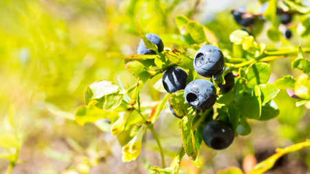 Nothern natural wild blueberriesの写真素材
