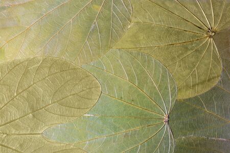 Leafs pattern background