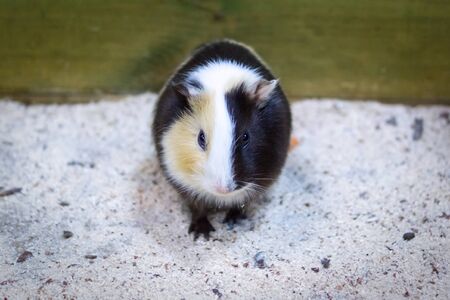 Tricolor guinea pigの写真素材