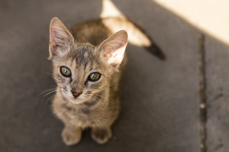 Cute little kitten looks upwardの写真素材