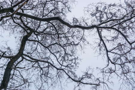 Tree branches in a gray cloudy sky backgroundの写真素材