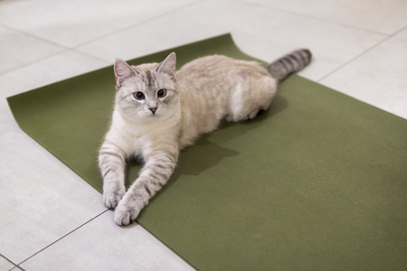 Kitty is lying on matの写真素材