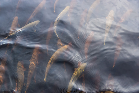 River trout fishes in river waterの写真素材
