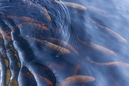 River trout fishes