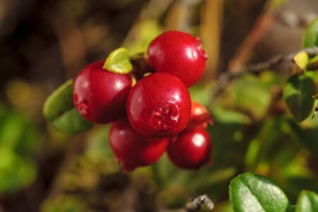Wild ripe red lingonberries in forest close upの写真素材