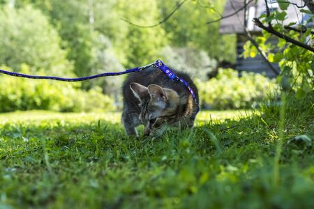 Half-year kitten in countryside on grass in sunny summer dayの写真素材