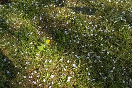 White petals of apple tree flowers covered young grass in springの写真素材