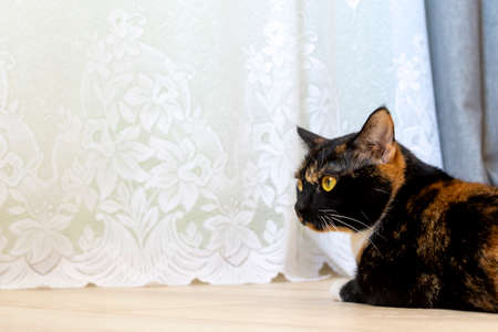 Cat lies by a white curtain indoorsの写真素材