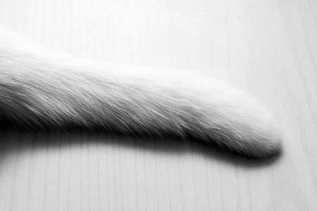 White tail of white cat in black and white