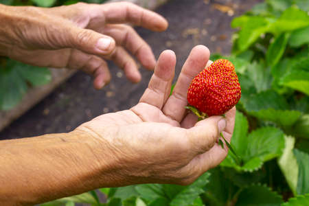 Big ripe garden strawberry in hand on background of strawberry bushes on a farmの写真素材