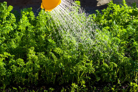 Garden beds with edible greens are watered from a watering can in eveningの写真素材